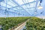 cannabis greenhouse energy costs