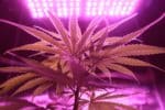 top grow boxes and tents